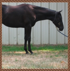Horses  