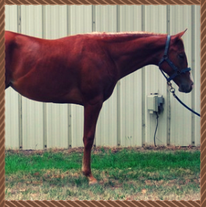 horses  