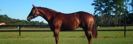 Horse at Circle M Farms