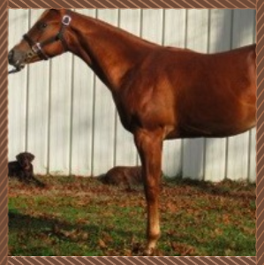 Horses  