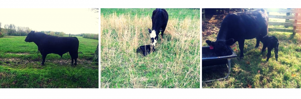 collage of cows and calves at Circle M Farms