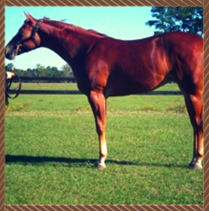Horses  